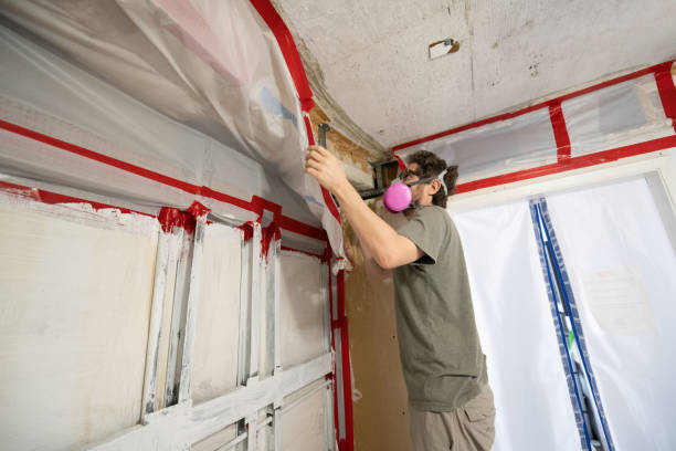 Best Black Mold Removal  in Maitland, FL