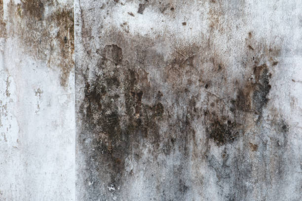 Best Basement Mold Removal  in Maitland, FL