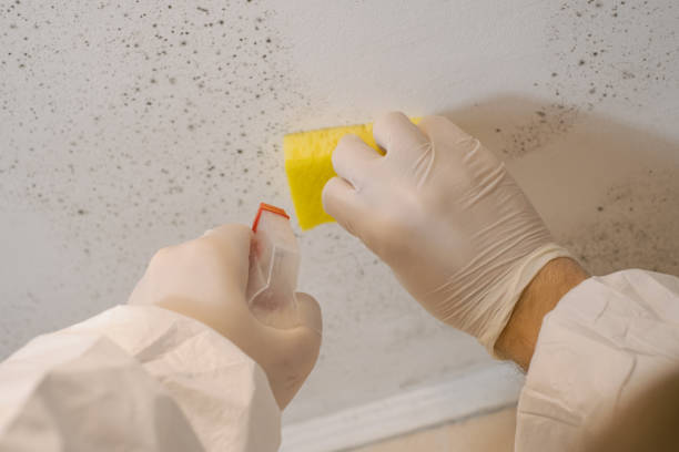 Best Environmental Consulting for Mold Prevention  in Maitland, FL