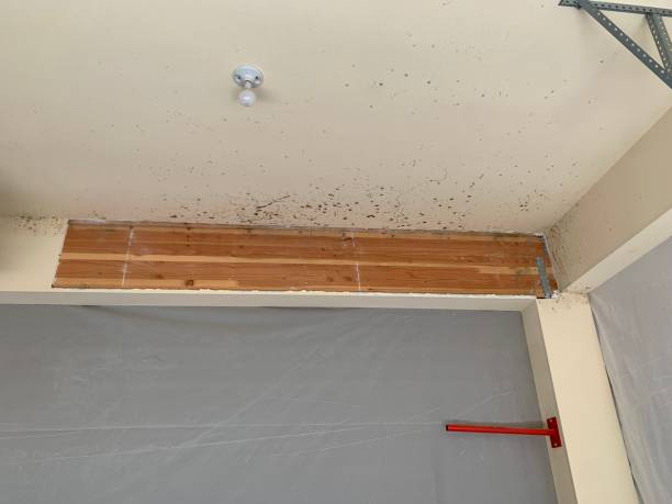 Best Mold Removal for HVAC Installations  in Maitland, FL