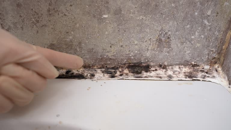 Best Attic Mold Removal  in Maitland, FL